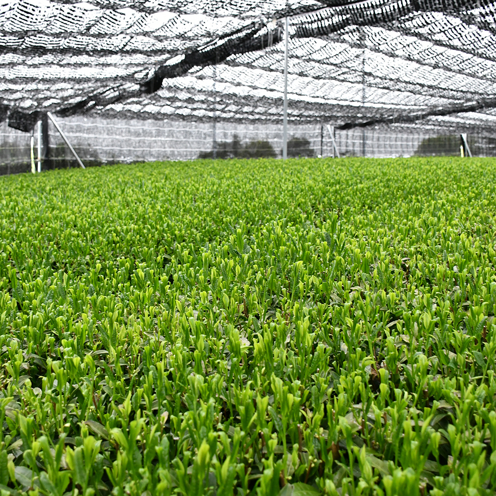 【万丈の蒼 開港ハーバー専用茶畑】